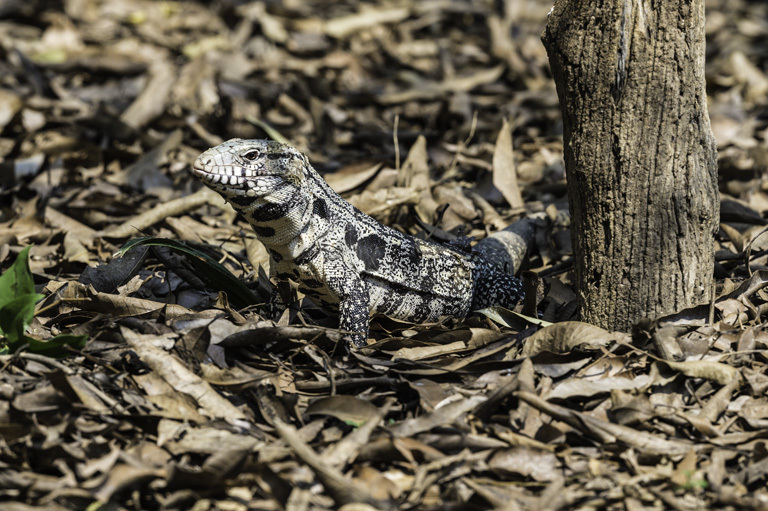 Image of Argentine Black and White Tegu