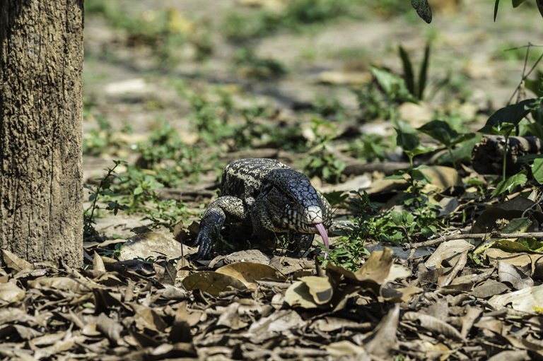 Image of Argentine Black and White Tegu