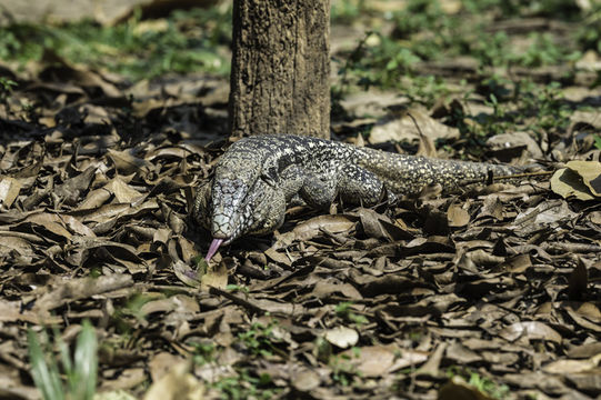 Image of Argentine Black and White Tegu