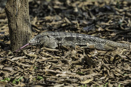 Image of Argentine Black and White Tegu