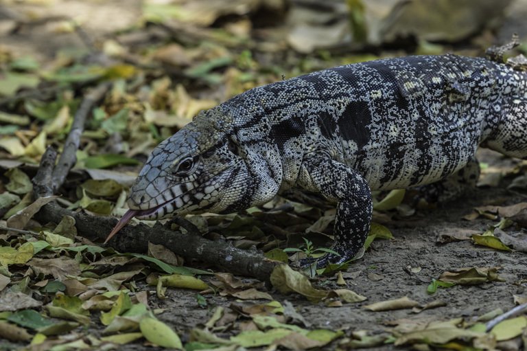 Image of Argentine Black and White Tegu