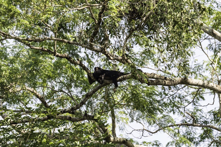 Image of Black Howler Monkey