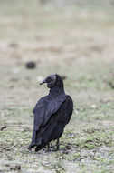 Image of American Black Vulture