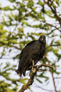 Image of American Black Vulture