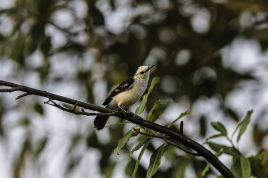 Fluvicola albiventer (Spix 1825)的圖片