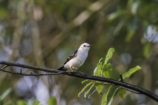 Fluvicola albiventer (Spix 1825)的圖片