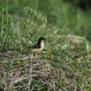 Donacobiidae resmi