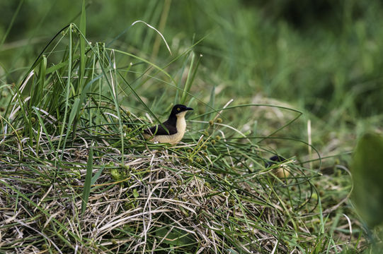 Image of Black-capped Donacobius