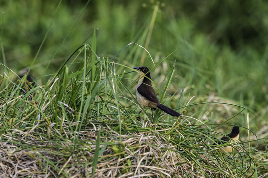 Donacobius atricapilla (Linnaeus 1766) resmi