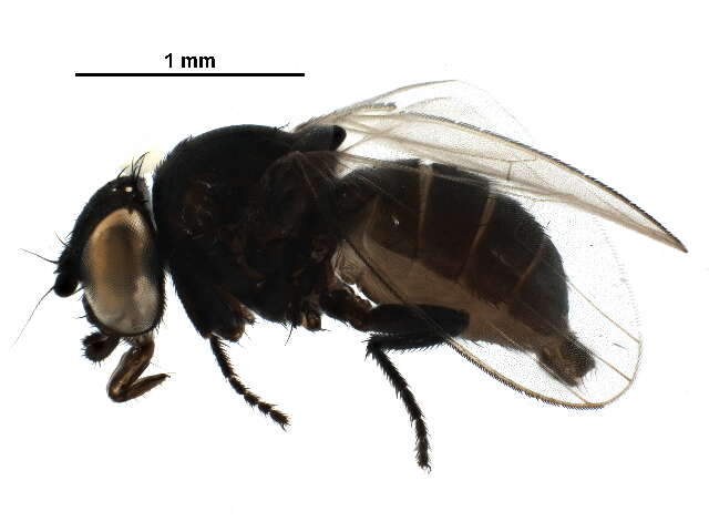 Image of Pholeomyia