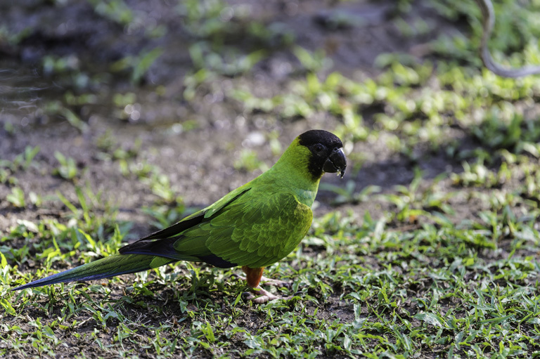 Image of Nanday Parakeet