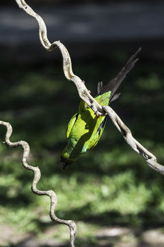 Image of Nanday Parakeet