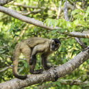 Image of Bearded Capuchin