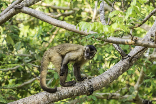 Image of Bearded Capuchin