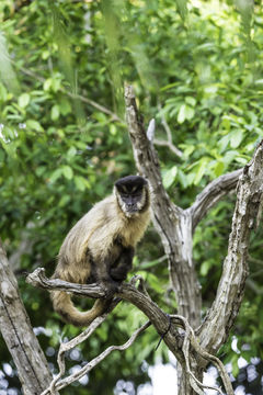 Image of Bearded Capuchin