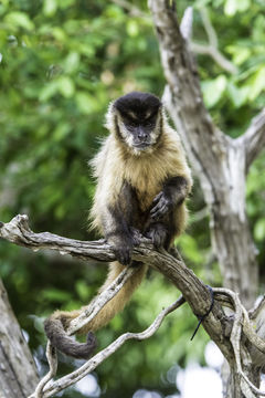 Image of Bearded Capuchin