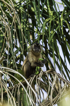 Image of Bearded Capuchin