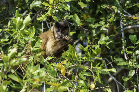 Image of Bearded Capuchin