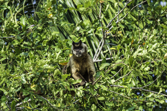 Image of Bearded Capuchin