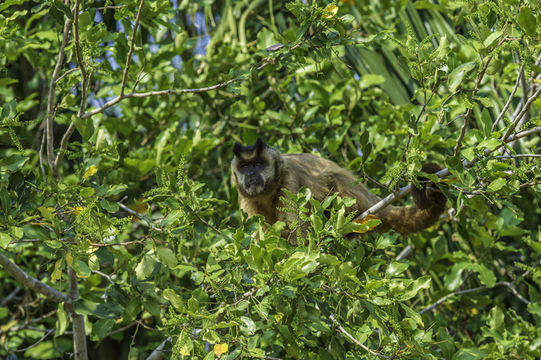 Image of Bearded Capuchin