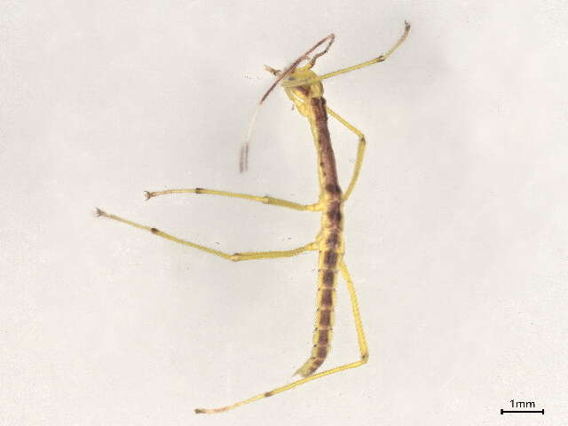 Image of Agathemeridae