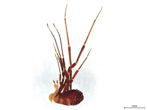 Image of Ethobunus