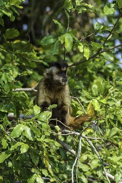 Image of Bearded Capuchin