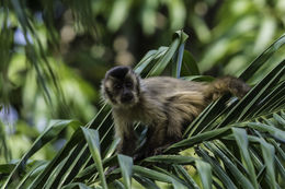 Image of Bearded Capuchin