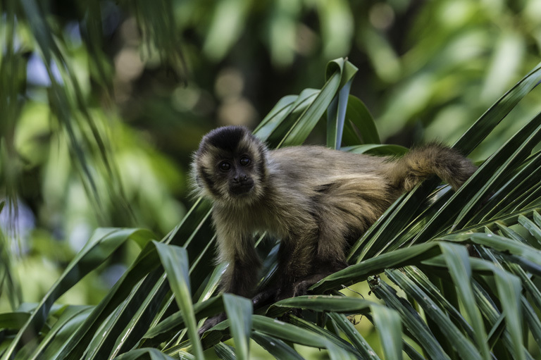 Image of Bearded Capuchin