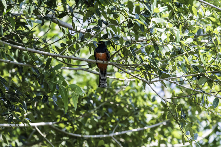 Image of Blue-crowned Trogon