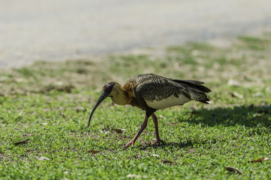 Sivun amazonianiibis kuva