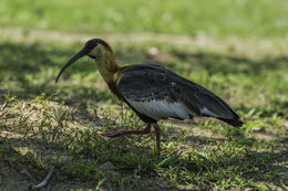 Theristicus caudatus (Boddaert 1783) resmi