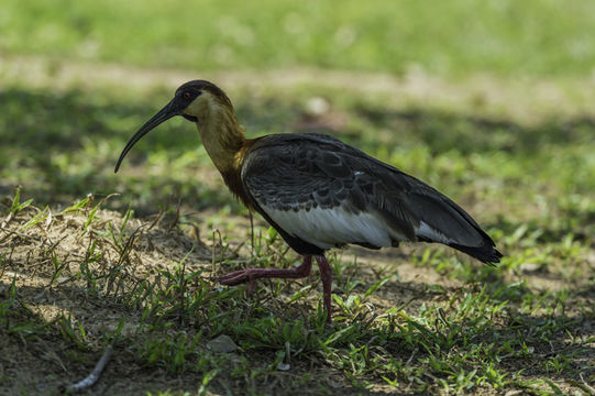 Image of Buff-necked Ibis