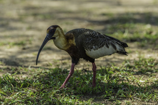 Theristicus caudatus (Boddaert 1783) resmi