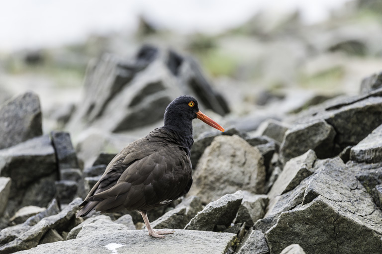 Image of Black Oystercatcher