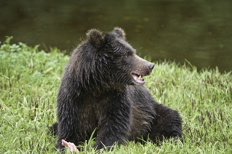 Image of Brown Bear