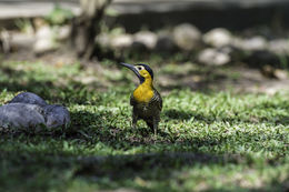 Image of Campo Flicker