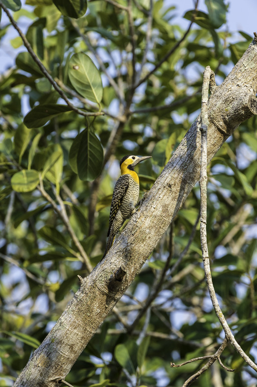 Image of Campo Flicker