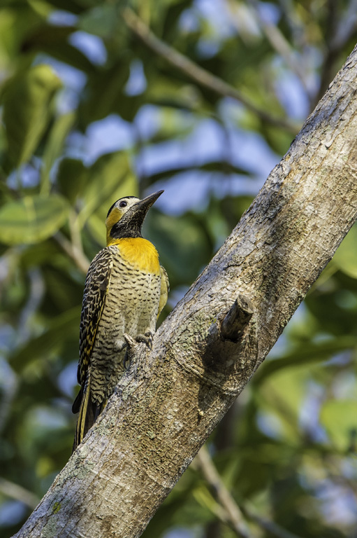 Image of Campo Flicker