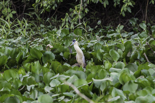 Image of Capped Heron