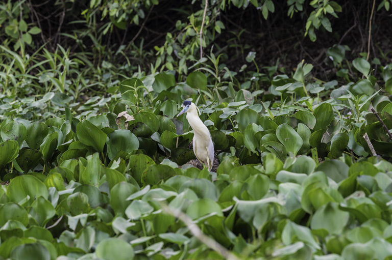 Imagem de Pilherodius pileatus (Boddaert 1783)