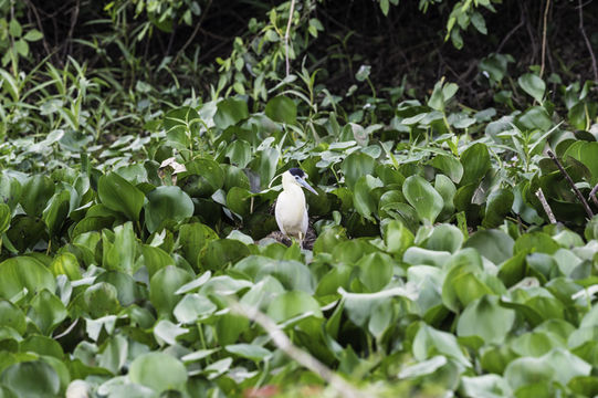 Image of Capped Heron