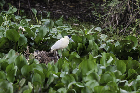 Image of Capped Heron