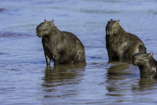 Image of Capybara