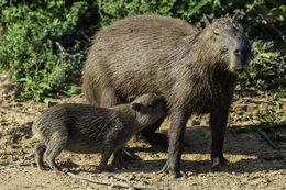 Image of Capybara