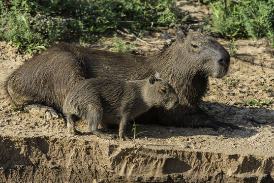 Image of Capybara