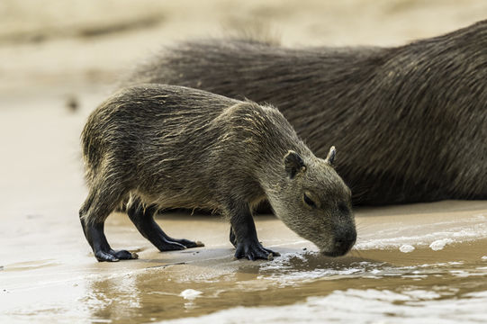 Image of Capybara