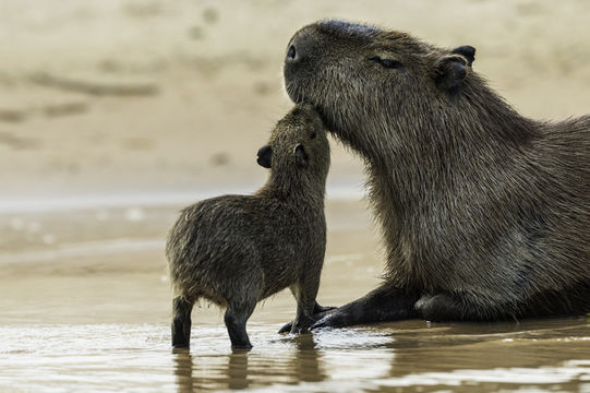 Image of Capybara