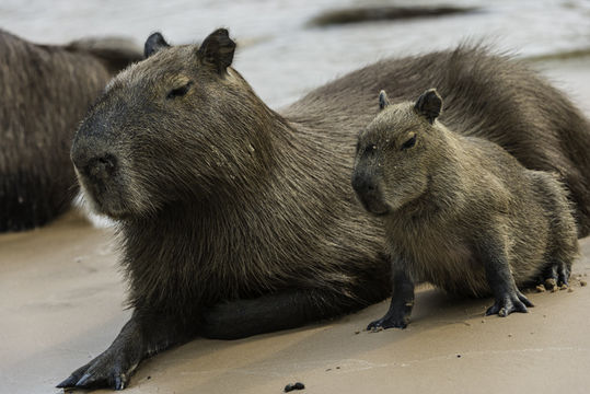 Image of Capybara