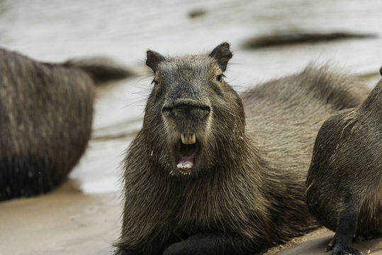 Image of Capybara